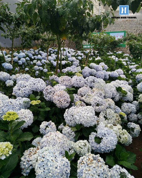 Vườn hoa cẩm tú cầu