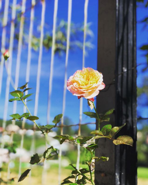 Hoa hồng trồng trước cổng Tiệm Cafe Hoa Hồng Đà lạt