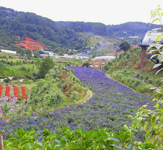 Cánh đồng hoa lavender ở F Cánh Đồng Hoa