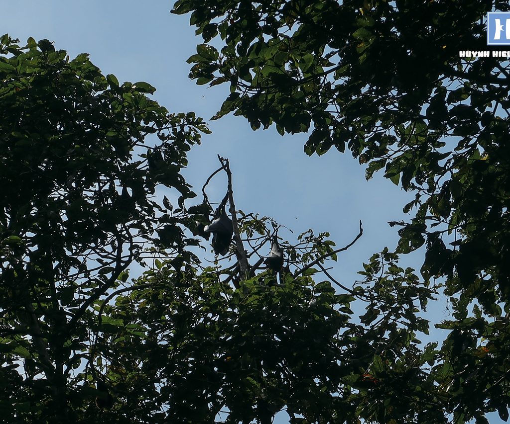 Những con dơi treo lủng lẳng trên cây ở chùa Dơi